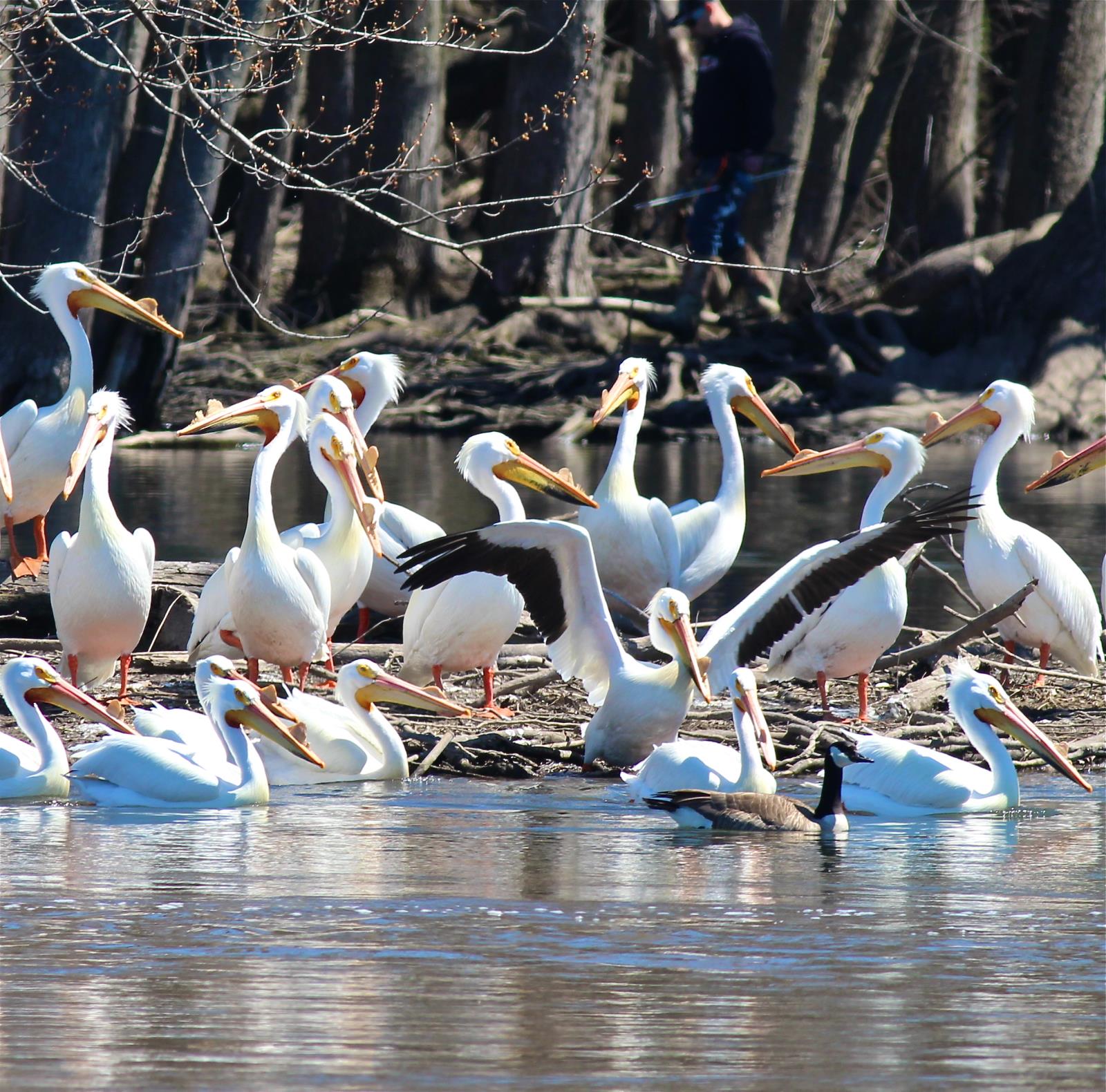 Loafing Pelicans