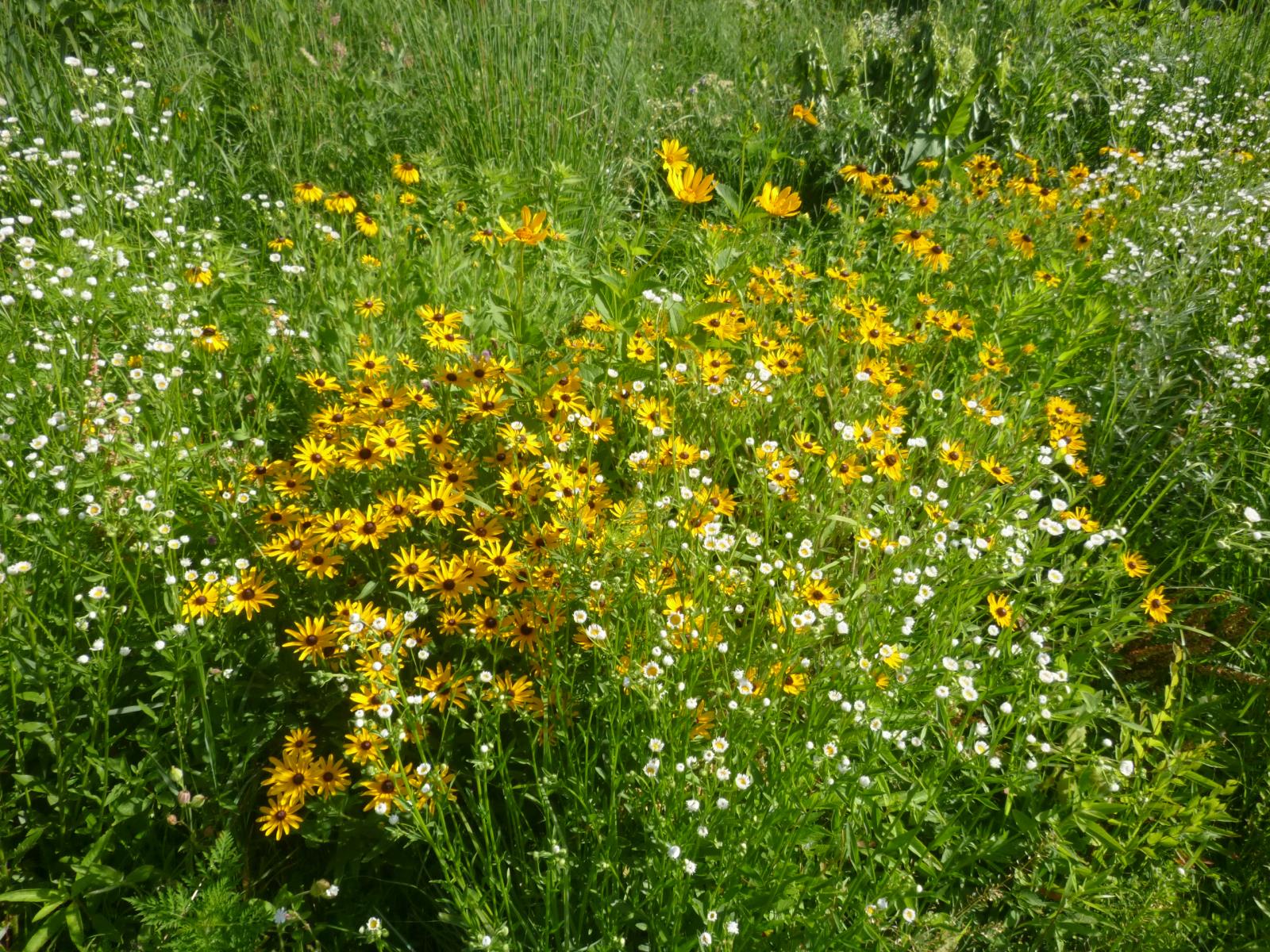 Black Eye Susans & Asters - 7-2-16