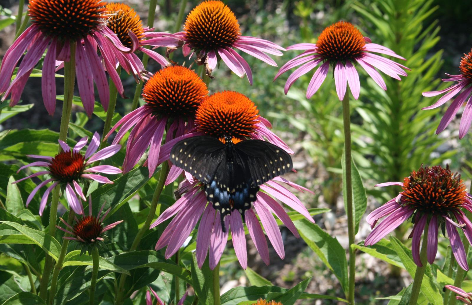 Butterfly on Cone Flower - GREAT SHOT