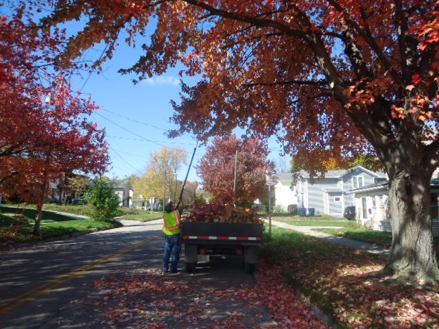 Tree Trimming 2014